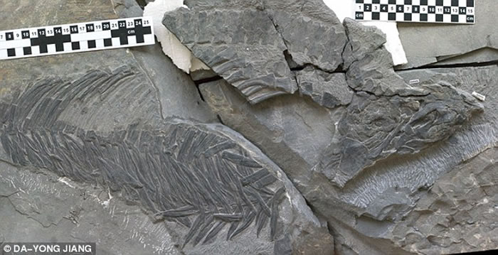 ʯSclerocormus parvicepsо2.5ǰִﱬʽչ