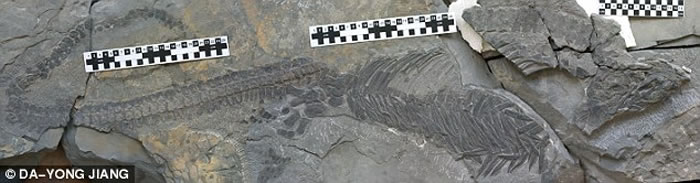 ʯSclerocormus parvicepsо2.5ǰִﱬʽչ