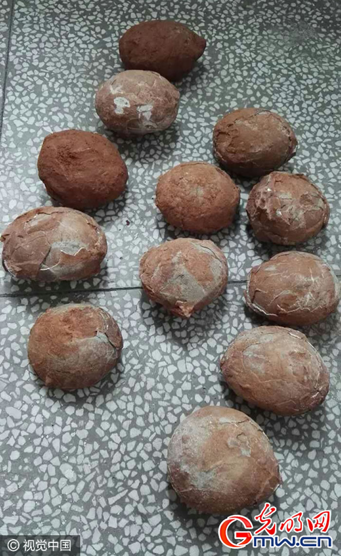 江西上高县野市乡游家村工地发现12枚恐龙蛋化石