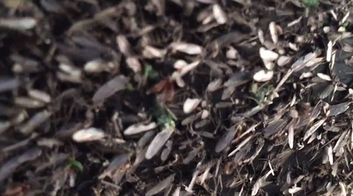 ��Ӭ�ܼ��ü���������ԭ��������