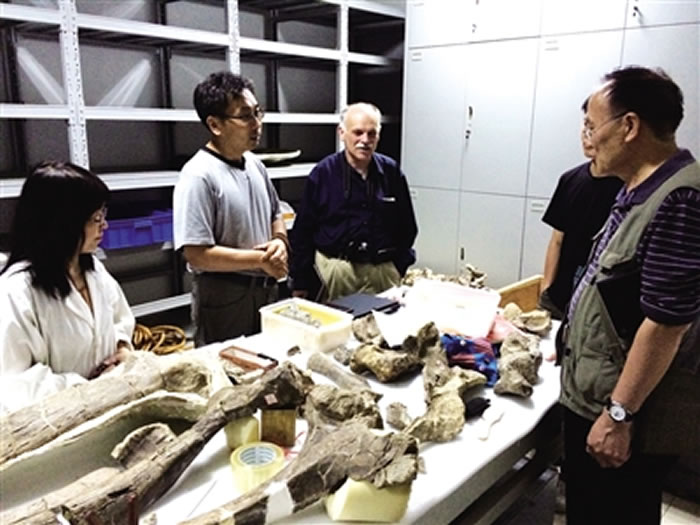 中国、加拿大古生物专家在研究恐龙化石