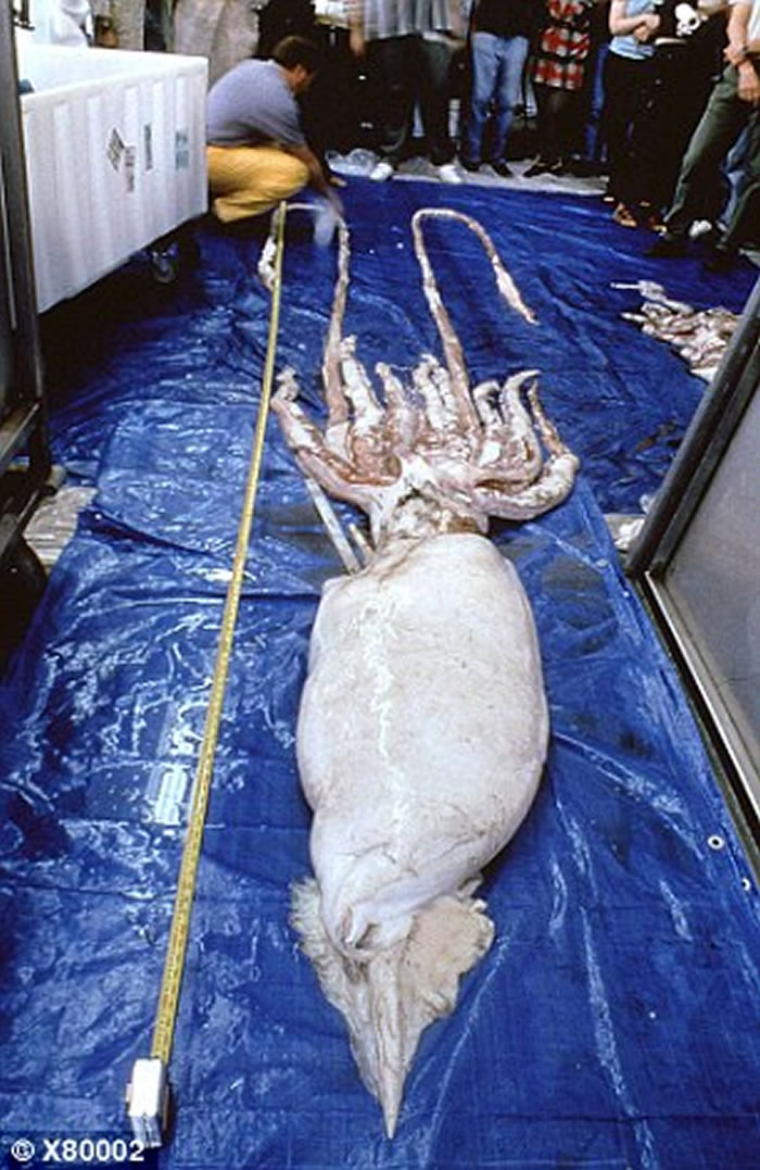 巨型乌贼的尸体,也被称为Architeuthis DUX