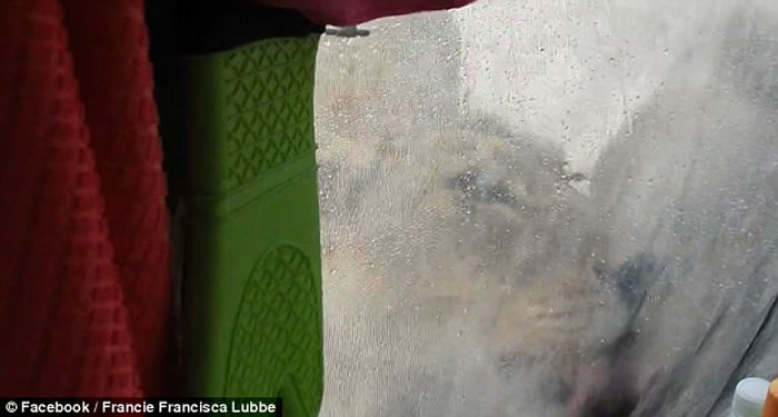 去非洲露营一觉醒来 3只母狮子狂舔帐篷露珠