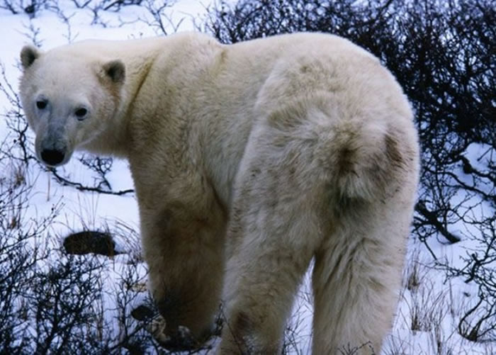 北极熊(图)的数目,或因与灰熊杂交而减少。