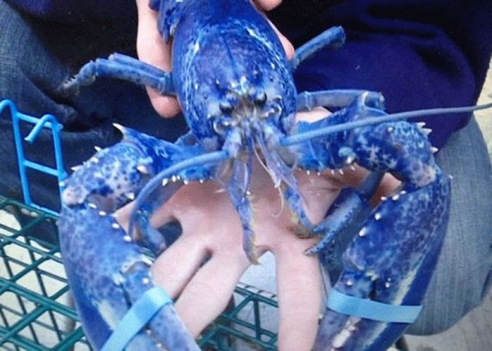 加拿大渔民接连捕获蓝龙虾 2百万分之1机会