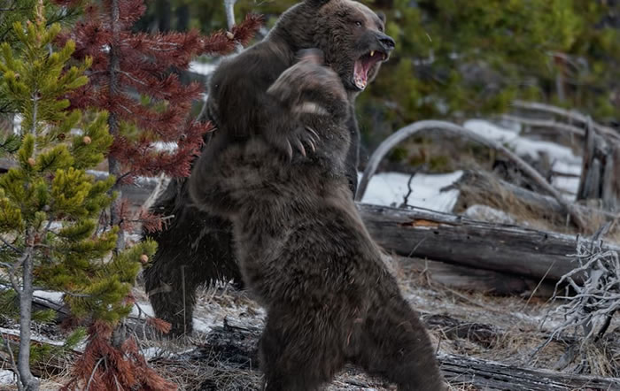 美国黄石公园游客人数逼近上限,肉食性动物卷土重来