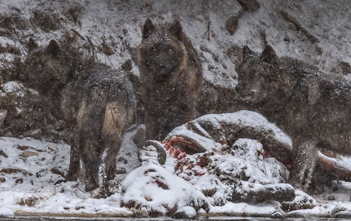 美国黄石公园游客人数逼近上限,肉食性动物卷土重来