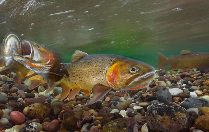 美国黄石公园游客人数逼近上限,肉食性动物卷土重来