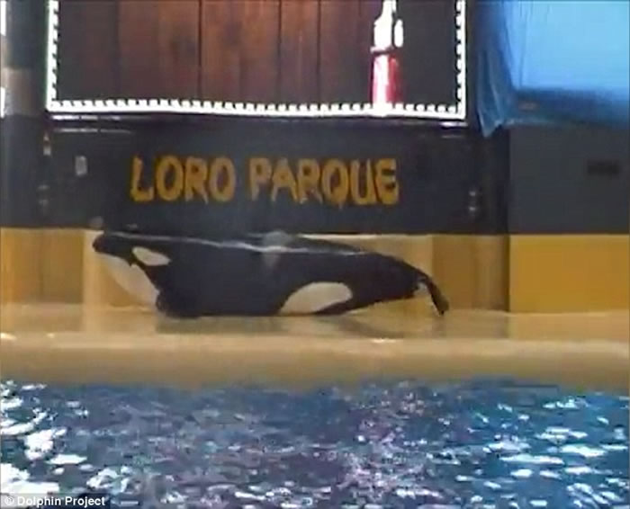 西班牙Loro Parque海洋公园再传杀人鲸自残事件
