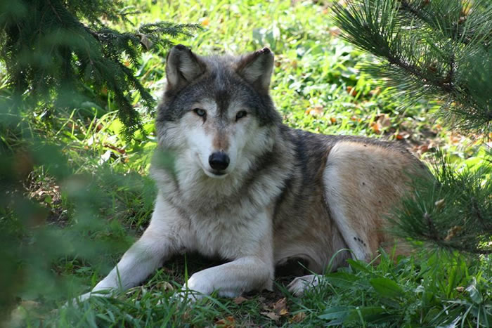 ��ΪС���ӵİ�Ŀ�͸�ĸ����˽���޹���Ұ�Ǿ��������������̡�