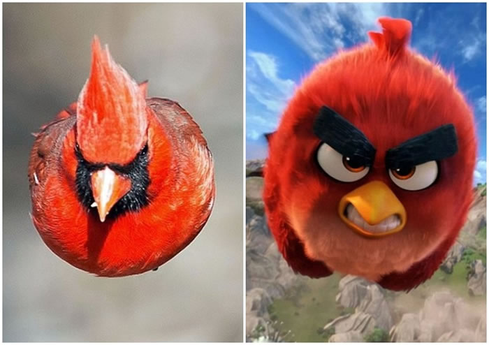 库斯纳拍下的小鸟(左图)与愤怒鸟(右图)非常相似。
