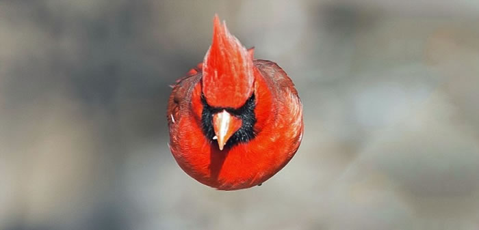 原来库斯纳拍下的是北美红雀。