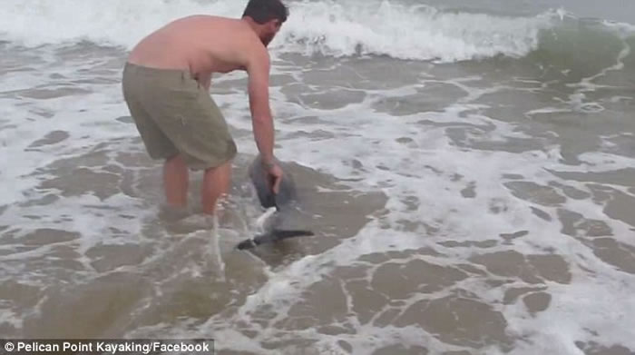 非洲纳米比亚男泳客看到小海豚搁浅海滩伸出援手,小海豚摆尾似感谢