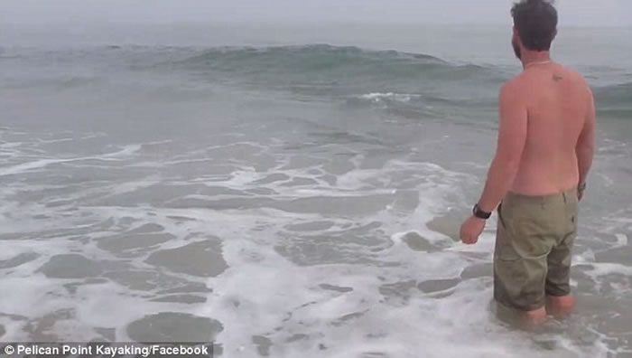 非洲纳米比亚男泳客看到小海豚搁浅海滩伸出援手,小海豚摆尾似感谢