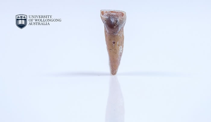 弗洛勒斯岛上发现比“霍比特人”更古老的“小矮人”古人类骨骼化石