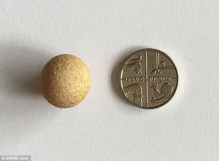 Ӣ��Ů�����ԼҼ����з�����������С���� �߶Ƚ�1.55����