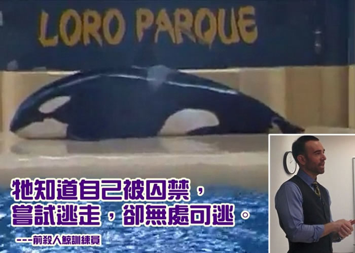 哈葛罗夫(小图)认为,摩根(大图)希望逃走,故跳上池边。