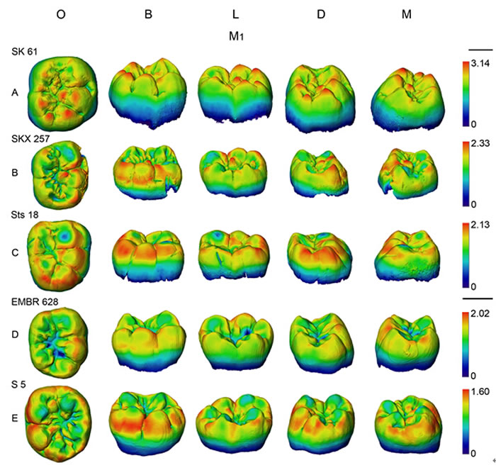 各类群臼齿釉质厚度的三维分布(潘雷供图)