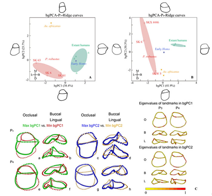 前臼齿EDJ的三维几何形态测量(潘雷供图)