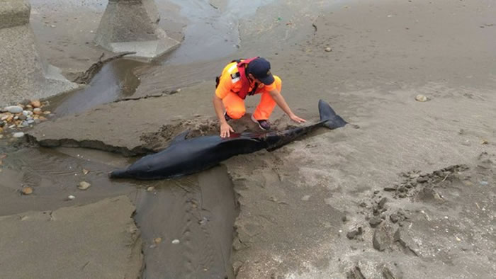 瓶鼻海豚疑被鲨鱼攻击搁浅台湾新屋沙滩死亡