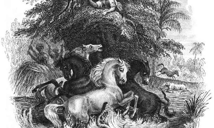 科学家曾目睹电鳗跃出泥沼电击马