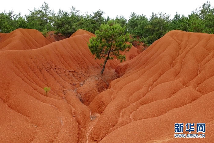 6月13日,郁南磨刀石旧石器遗址。郁南东南部与罗定中北部即南江中游为罗定红盆地,罗定盆地形成于第三纪,基岩为紫红色砂岩、页岩。新华网发 许建梅摄