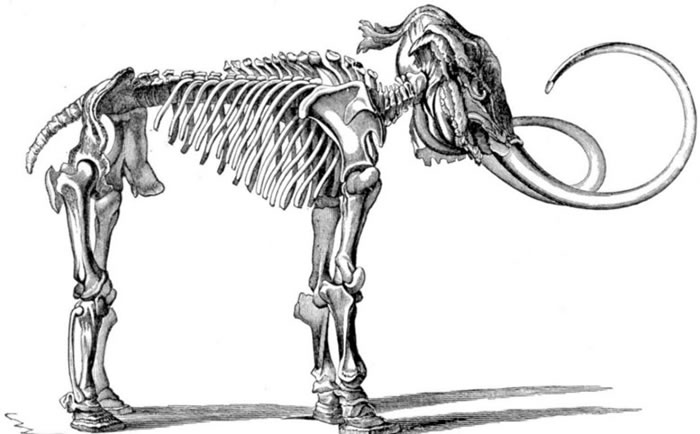 完整的长毛象骨头并不常见。