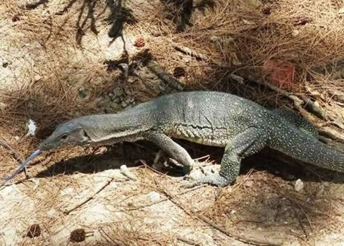 马来西亚人俗称为四脚蛇的巨型食肉蜥蜴。