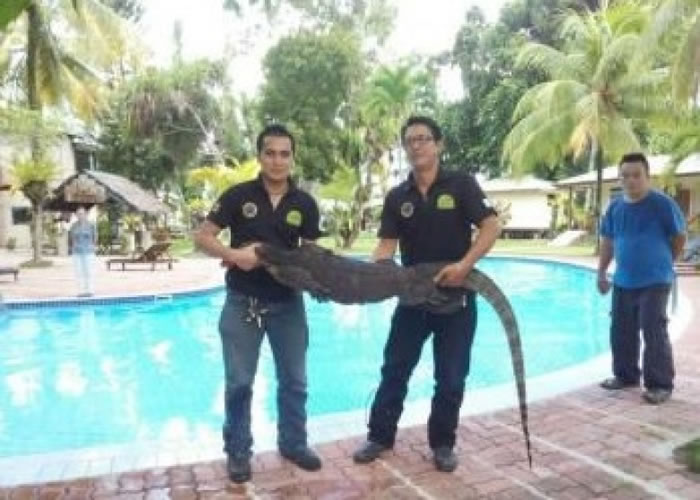 巨蜥体型可长达2米以上,需要两名壮汉才抓得住。