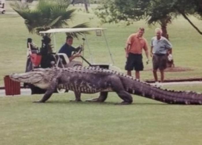 短吻鳄常在佛州出没,体型巨大。
