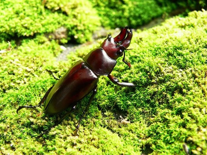 金鬼锹形虫大约在70万年前分化,分布范围比栗色深山锹形虫及黑脚深山锹形虫广泛。(图/中兴大学蔡正隆提供)