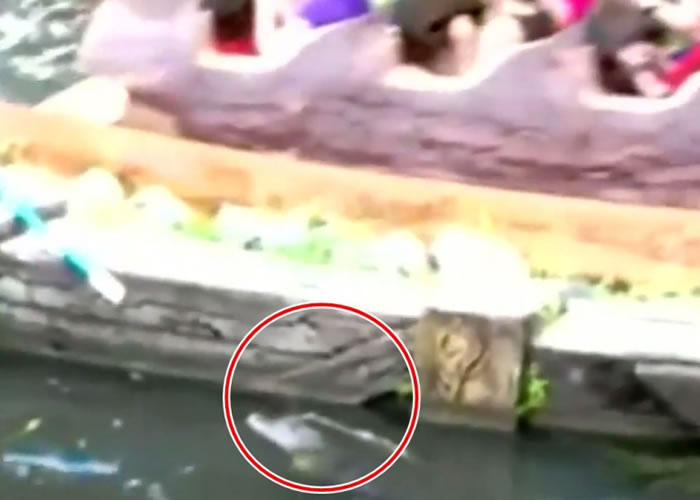 一条鳄鱼(红圈示)在水道出现。