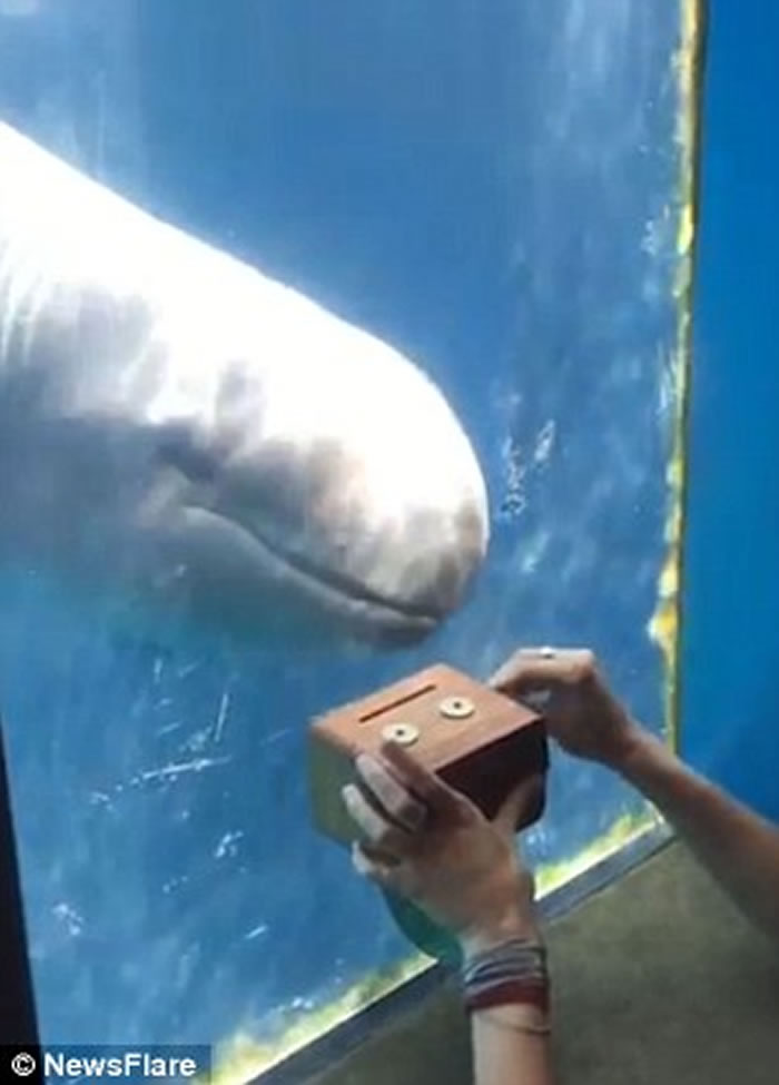 女游客自制音乐盒 加拿大温哥华水族馆伪虎鲸闻歌起舞