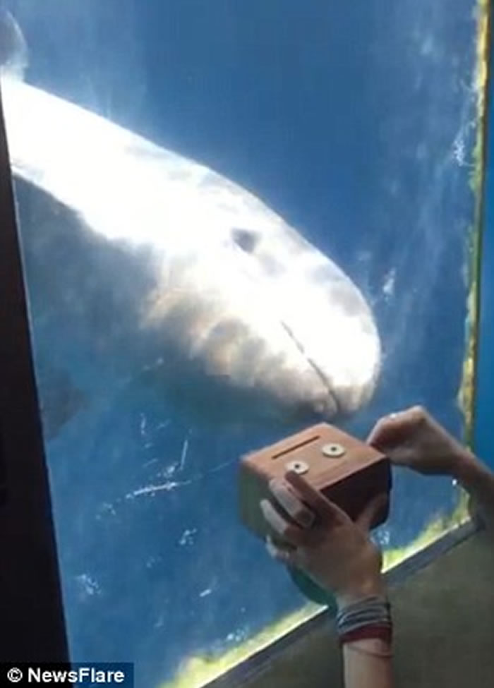 女游客自制音乐盒 加拿大温哥华水族馆伪虎鲸闻歌起舞