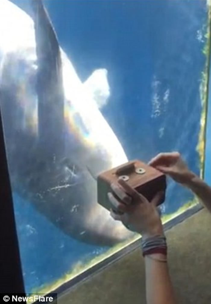 女游客自制音乐盒 加拿大温哥华水族馆伪虎鲸闻歌起舞