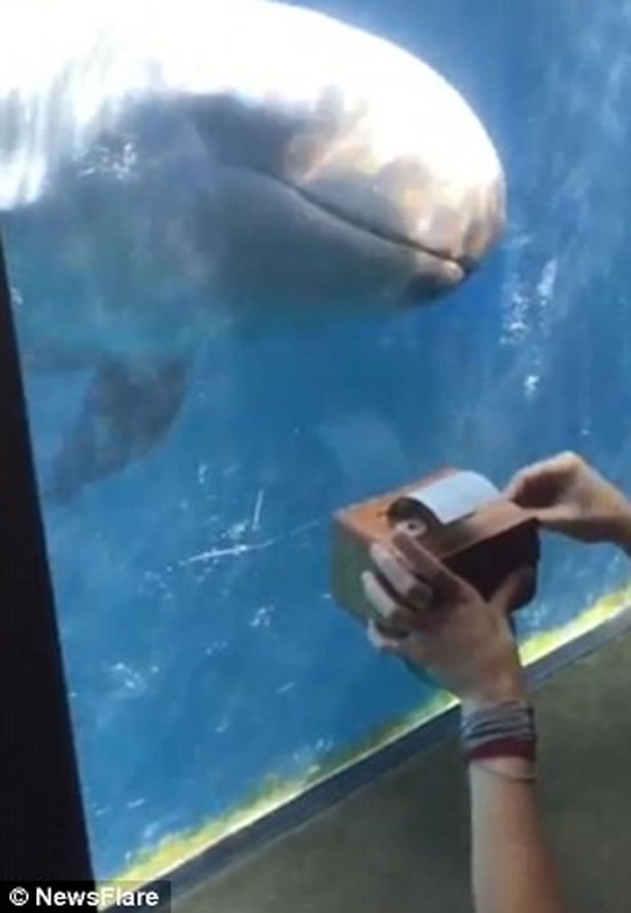 女游客自制音乐盒 加拿大温哥华水族馆伪虎鲸闻歌起舞