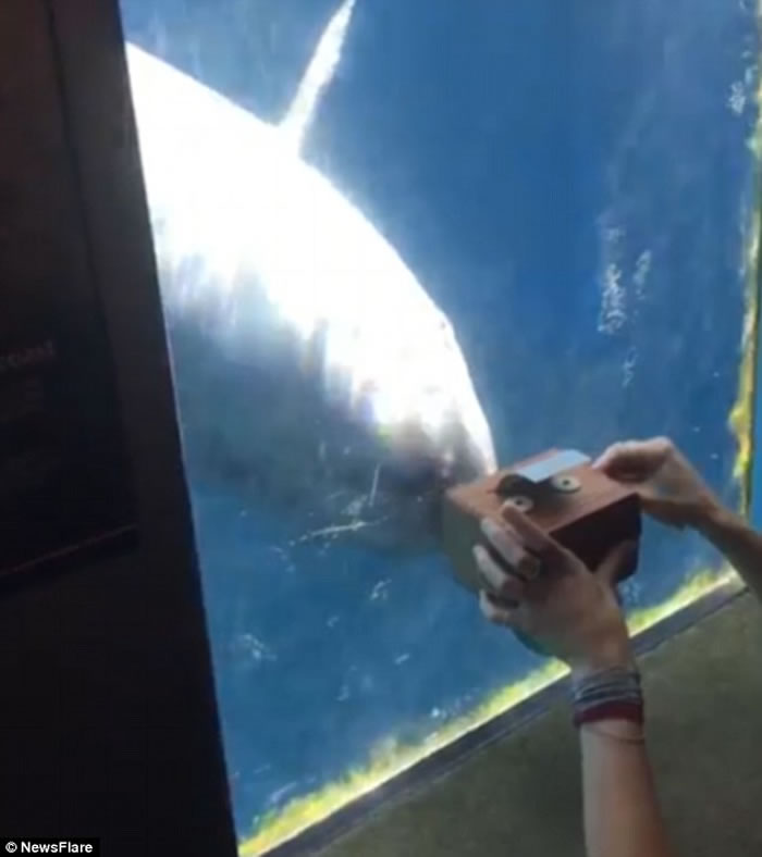 女游客自制音乐盒 加拿大温哥华水族馆伪虎鲸闻歌起舞