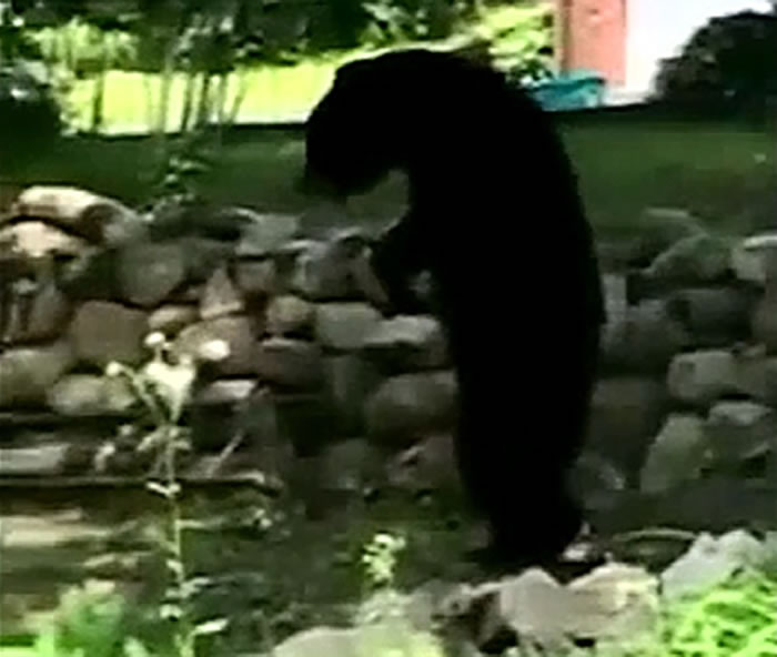 美国新泽西州出现大脚怪?两脚直立行走的黑熊Pedals