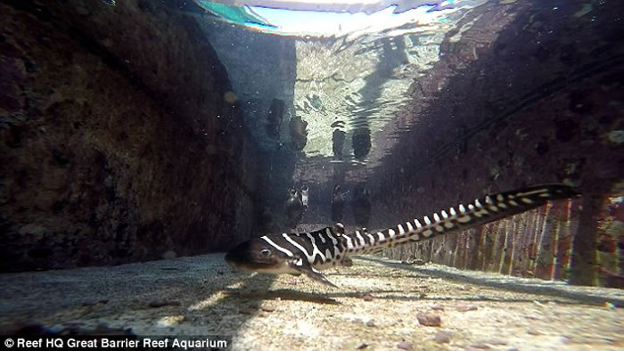 ����ˮ���һ��ĸ��������û�����κι��轻�������¡���Ů���ӡ�