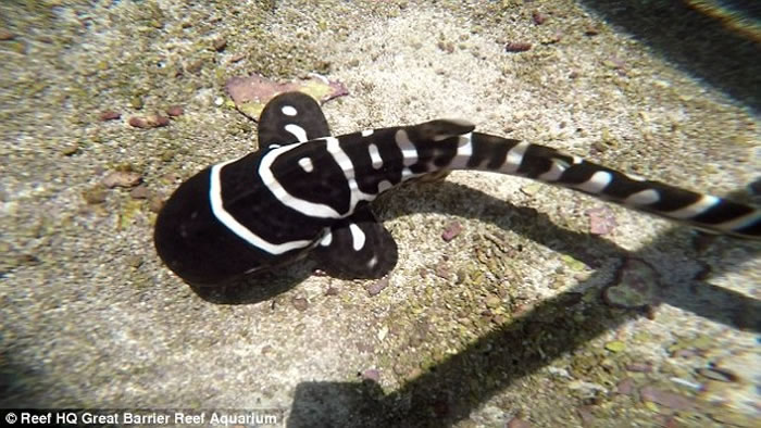 ����ˮ���һ��ĸ��������û�����κι��轻�������¡���Ů���ӡ�