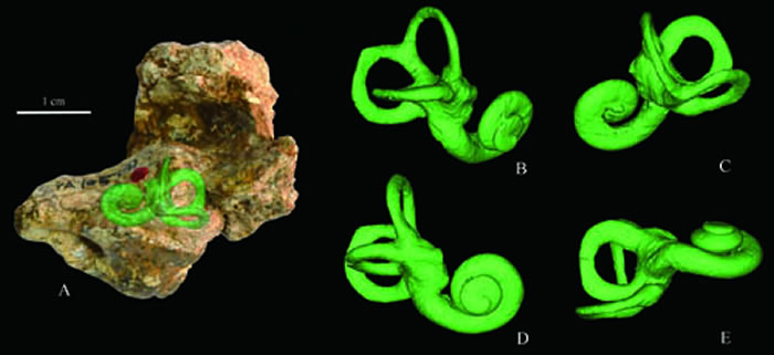 蓝田人颞骨及内部3D 虚拟复原的内耳迷路(吴秀杰供图)