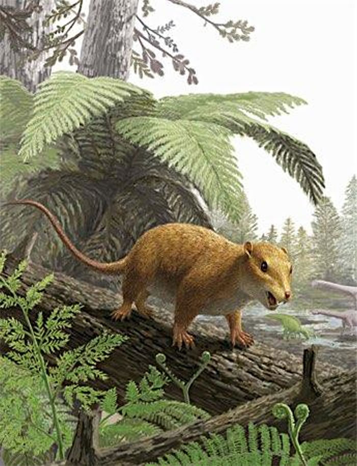 日本福井县立恐龙博物馆发现1.2亿年前恐龙时代哺乳动物化石