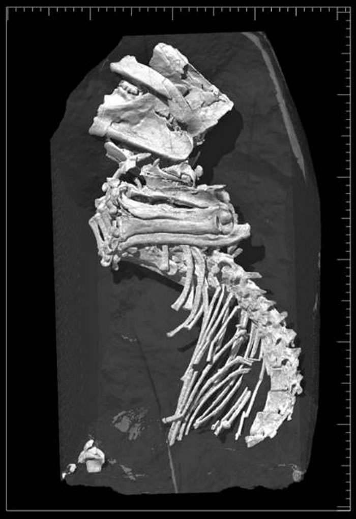 日本福井县立恐龙博物馆发现1.2亿年前恐龙时代哺乳动物化石