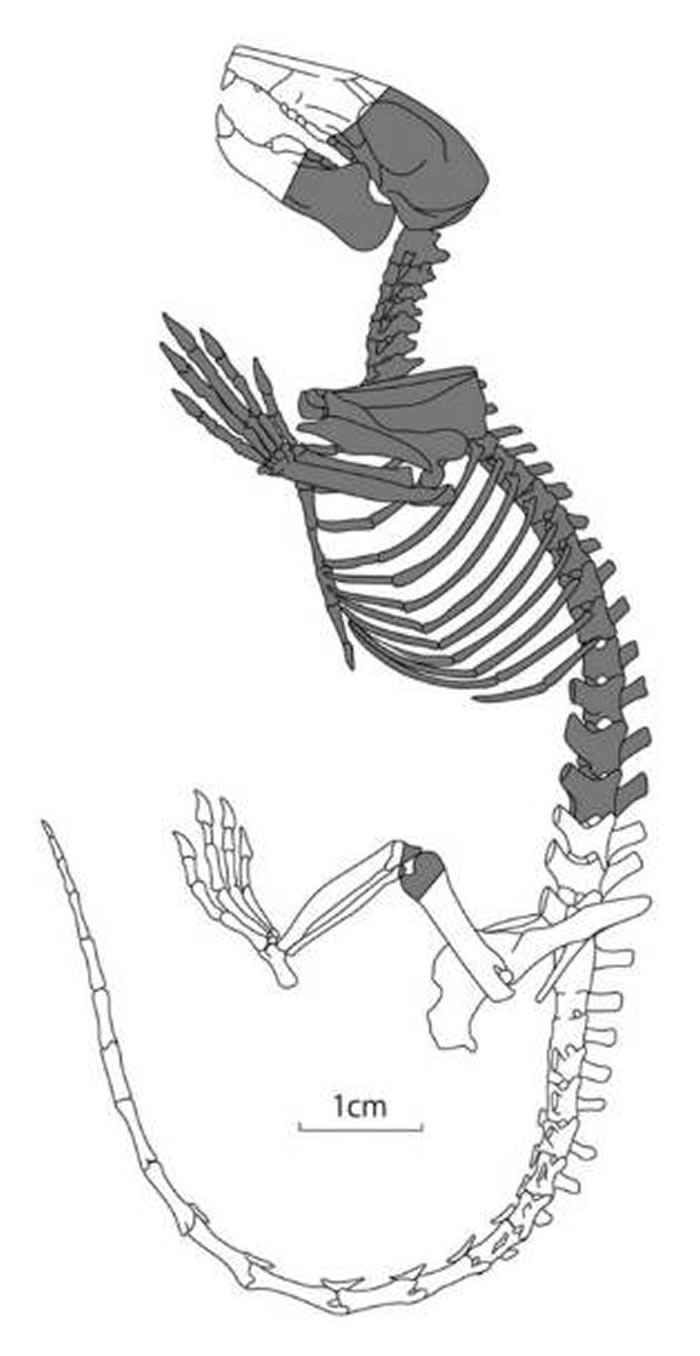 日本福井县立恐龙博物馆发现1.2亿年前恐龙时代哺乳动物化石