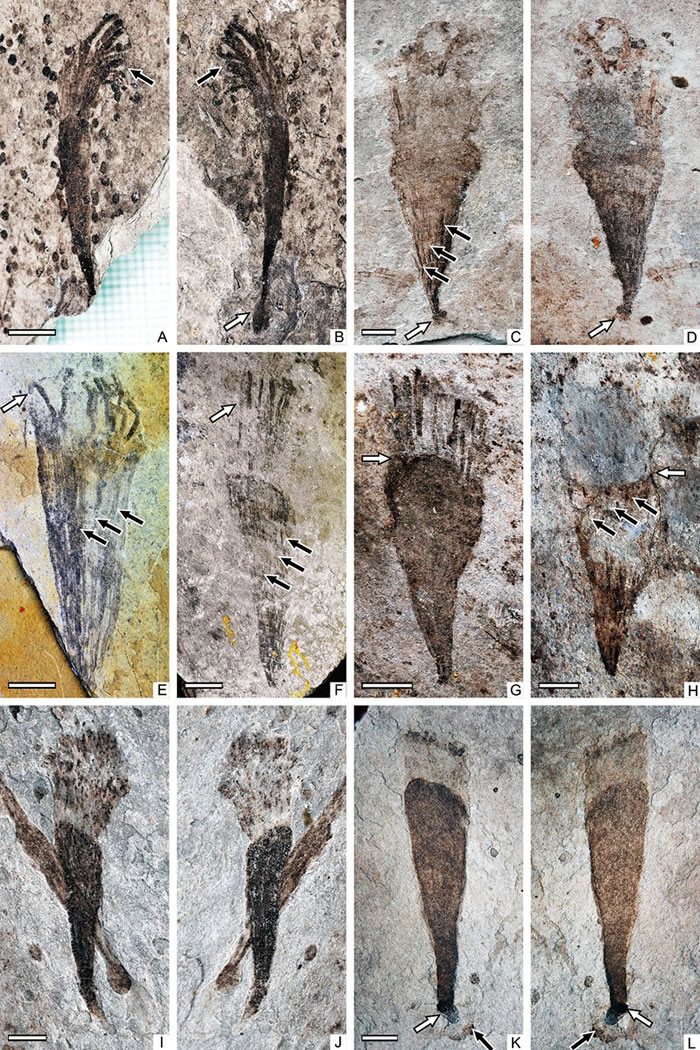 �⻬����� Lantianella laevis