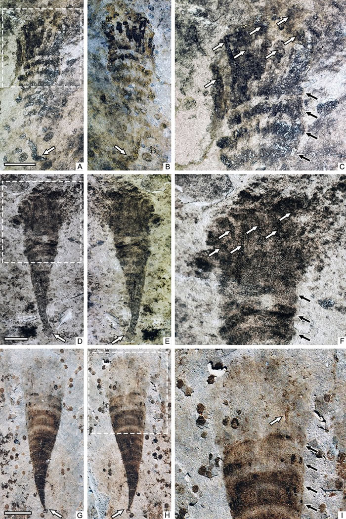 ��������� Lantianella annularis