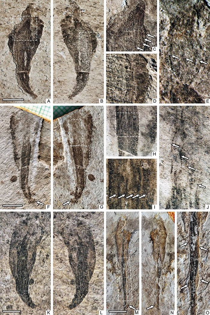 ��״Ƥԭ�� Piyuania cyathiformis