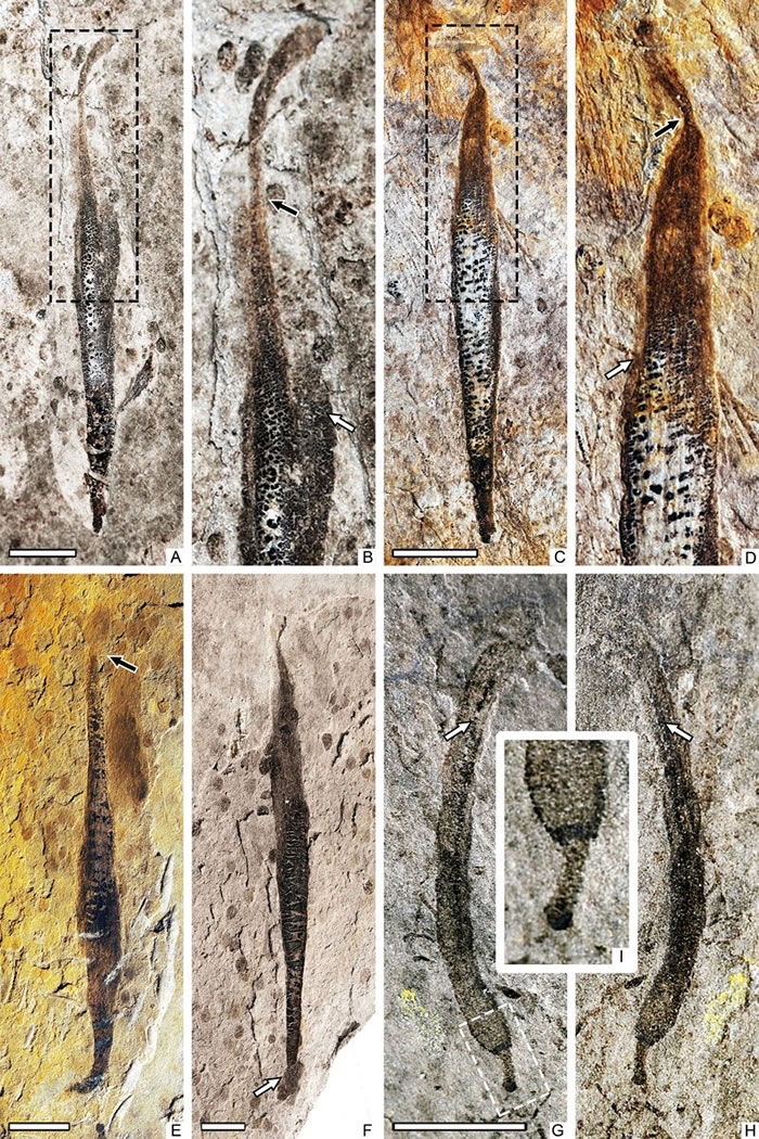 ��״ǰ���� Qianchuania fusiformis��A-F����ϡ�������� Xiuningella rara��G-H��