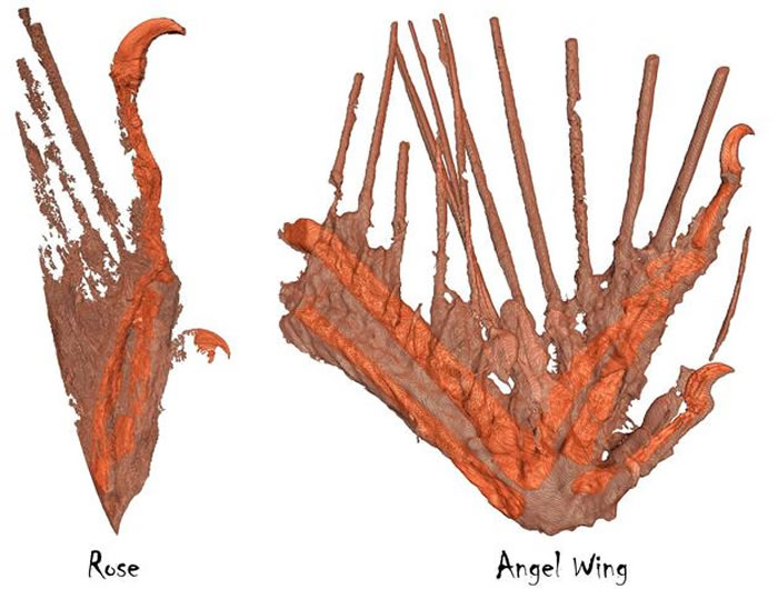 罗斯标本和天使之翼标本的CT重建图像