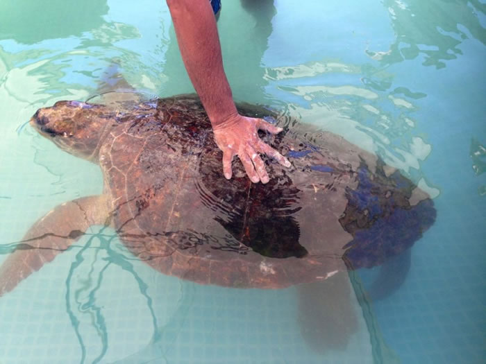 ��ֻĸ���P�꣨loggerhead turtle���ں��߲��������Ŀǰ�ڶ�����֯Animals Lebanon���ˡ� / PHOTOGRPAH BY JASO